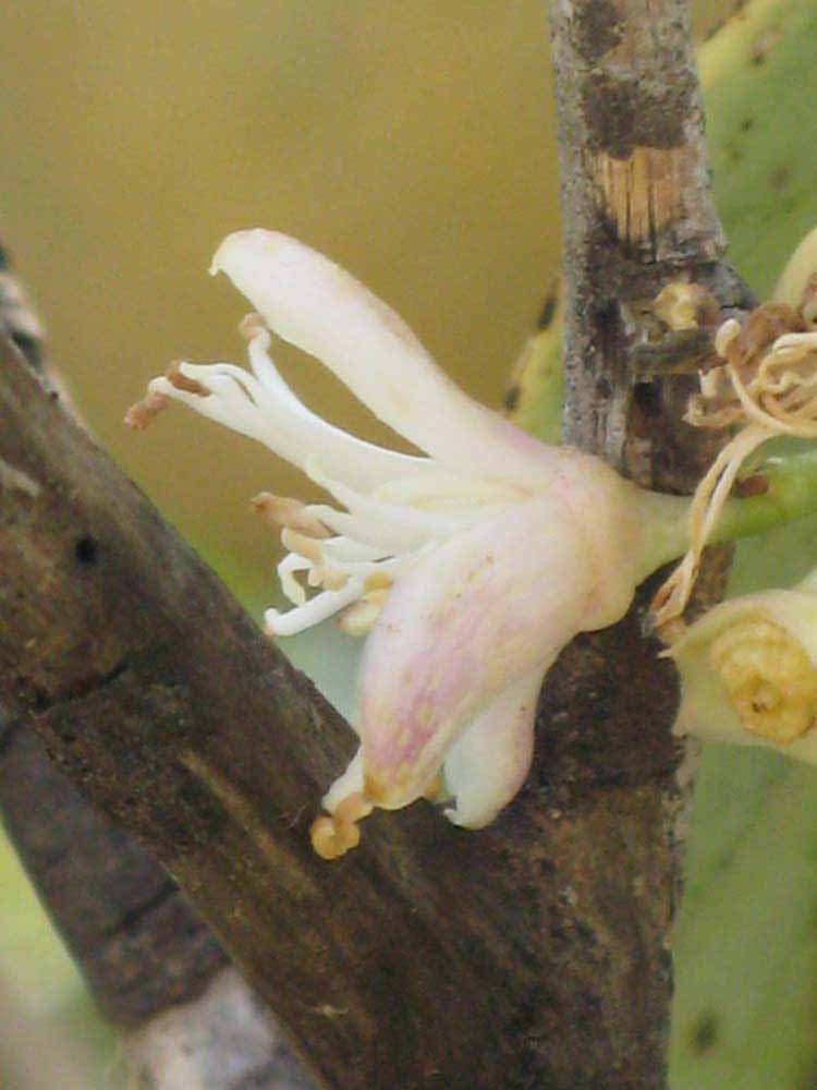            Flower (Pink Variegated, Winter Haven, FL)   